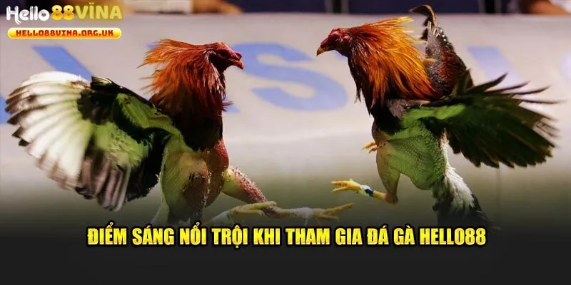 Đá gà Hello88 sở hữu nhiều ưu thế đẳng cấp